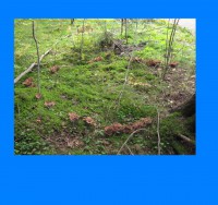 /album/fotogalerie-co-o-houbach-vim/carodejny-kruh-strockovec-jpg/